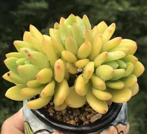  香香|4种香香多肉，颜值高易爆盆，家里养几盆，清香飘满屋！