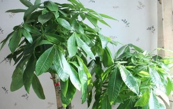 发财树黄叶还不长1个“小方法”,叶片油绿疯长不停,1年长半米
