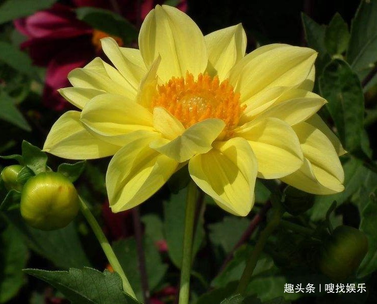 此花花色五彩缤纷，绚烂的花色耀眼夺目，代表着对美好生活的憧憬