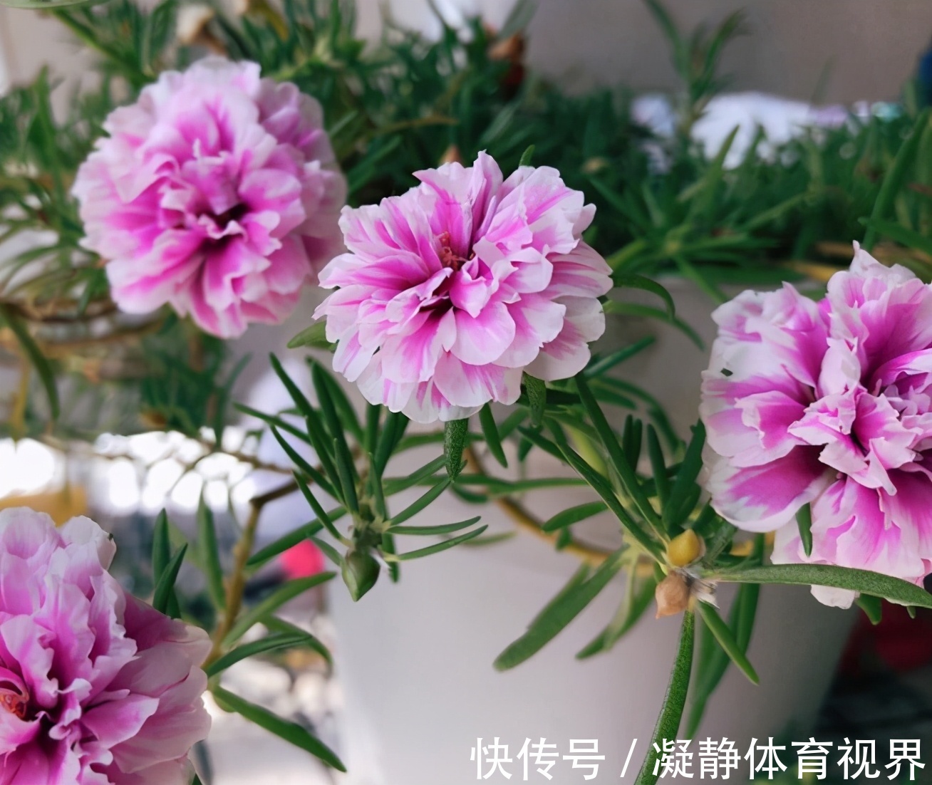 客厅养花，选4个品种错不了，有的好看，有的寓意好