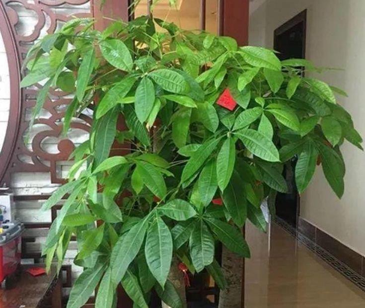 “4种花”有钱人都偷着养，家里财运亨通，旺运一整年