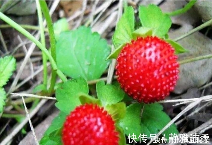 咽喉肿痛|感冒、咽喉肿痛、咳嗽？莫慌！吃几颗此果，现在知道还不晚！