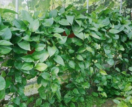 养花就养4种花,家里养1盆,添绿意清空气,格调品味高!