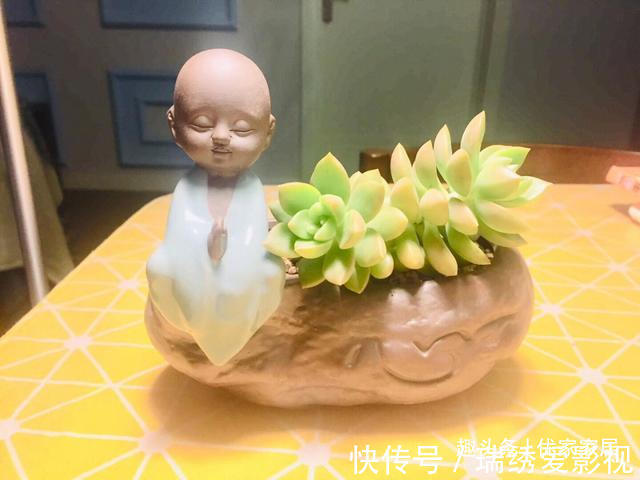 新手|公认的叶插能力很强的10种多肉,新手放心养,轻松变成多肉大户