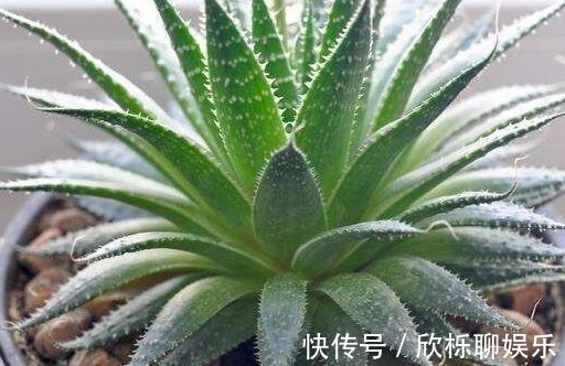 刚买的芦荟能放在卧室里吗，芦荟放在什么地方能招财带好运