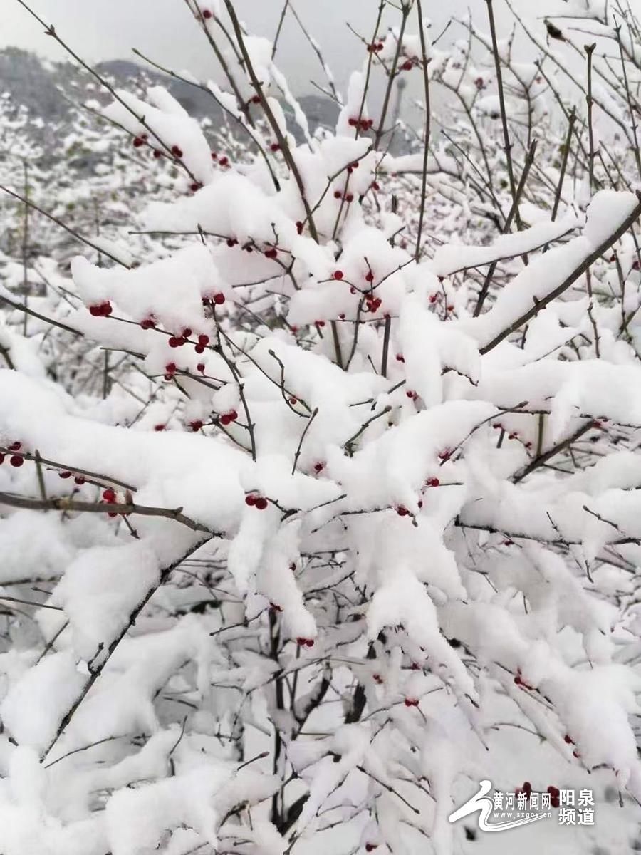 纷飞|雪花纷飞，寒意浓浓，阳泉初雪姗姗而来