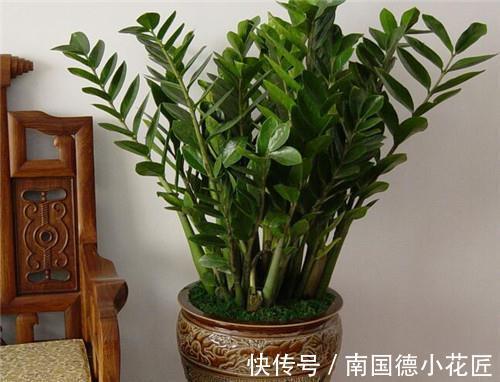 植物|自制花盆、水和肥养花,养啥旺啥,效果好成本低