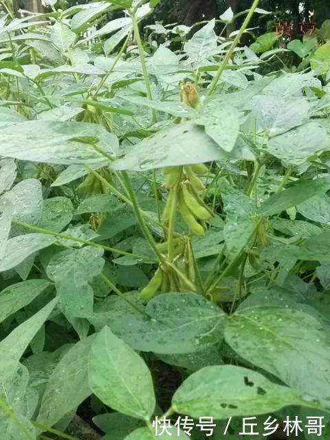 豆腐在家就能做,不用石膏不用醋,做法简单又好吃,跟买的一样