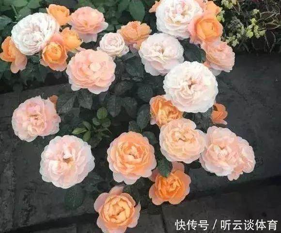 烂根|只要1样东西,保你的花从不烂根、黄叶,长得还比别人快10倍!