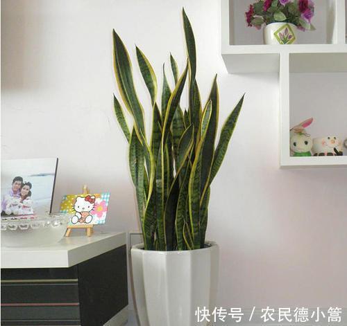  越长越|养花用盆有讲究，“富花”大盆栽，“穷花”挤一挤，越长越好看！