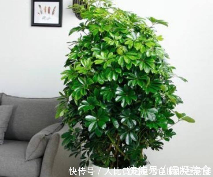 光照|人养花,花也养人,“3种花”家养里,空气清新,还有助于睡眠!