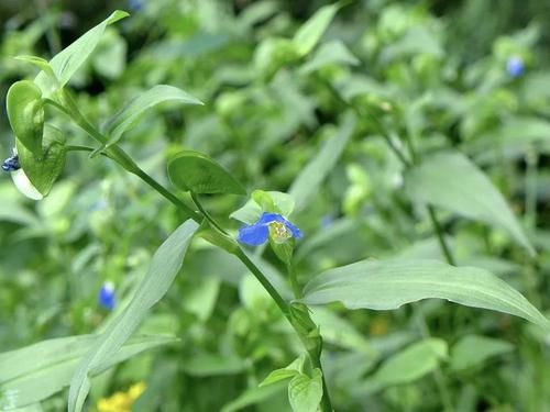 稻田里的“竹子”，曾是民間極品野菜，請不要錯過了，燉肉很美味