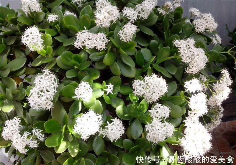 仙人|养花达人:38年前,掏家底儿买的2盆花,1盆被偷,1盆传给孙子