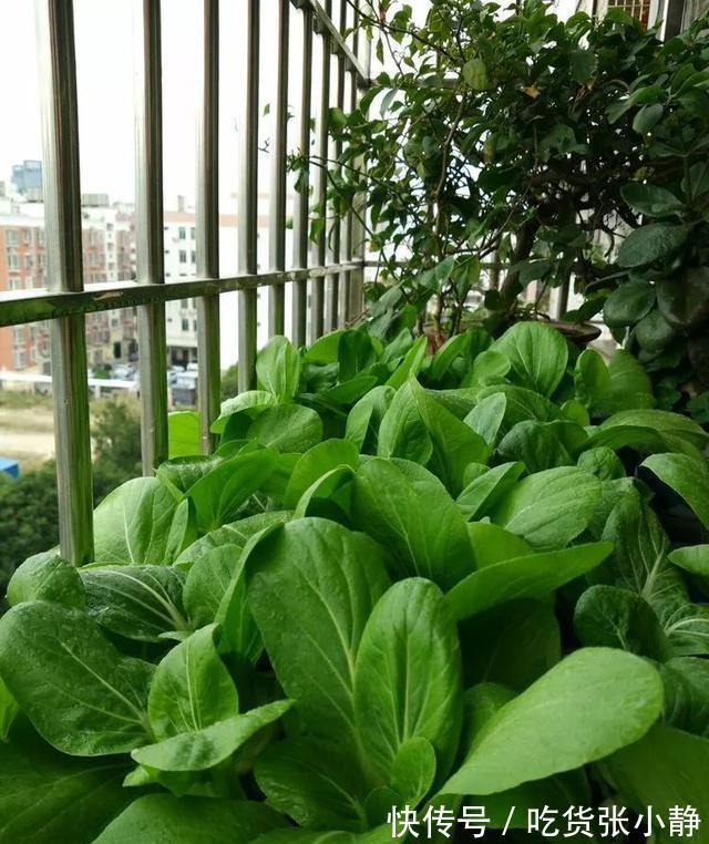 6种绿叶菜,“菜根”不要扔,种到花盆里,20天左右就能摘着吃