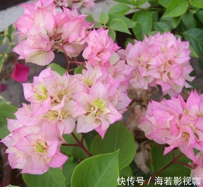 此种花叶子圆圆，在家养几盆，寓意幸福团圆，漂亮好养！