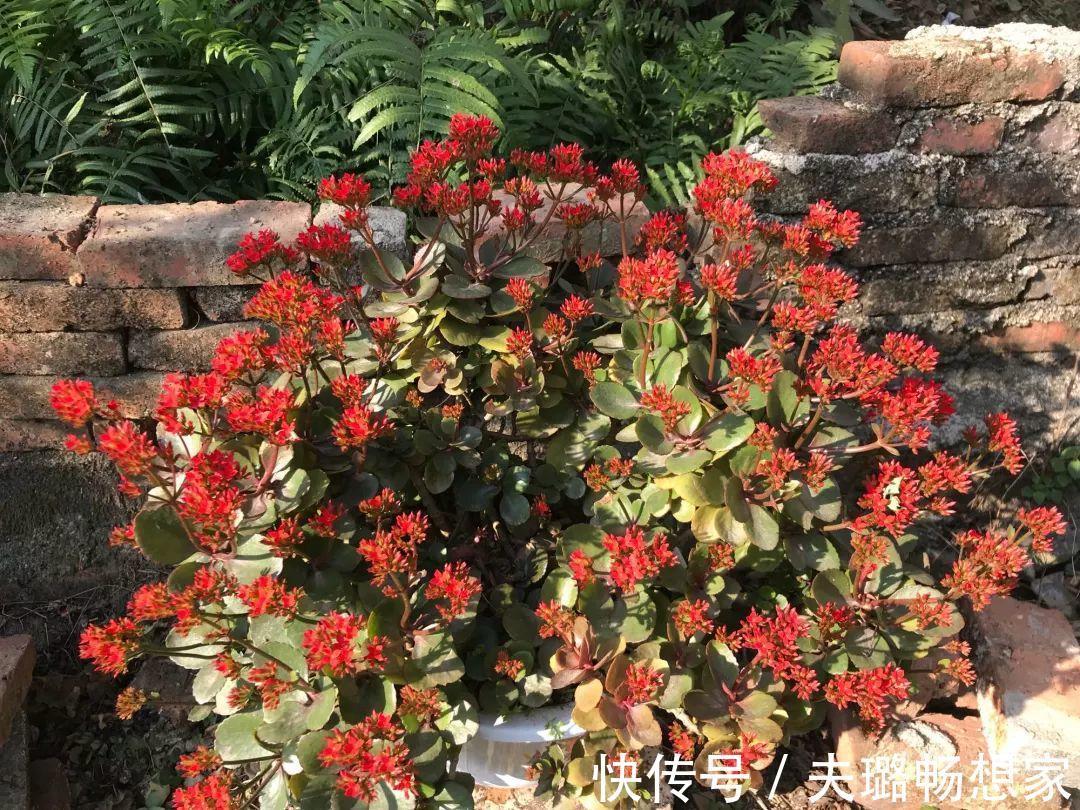 酒瓶种长寿花,阳光晒够了,3个月变老桩!