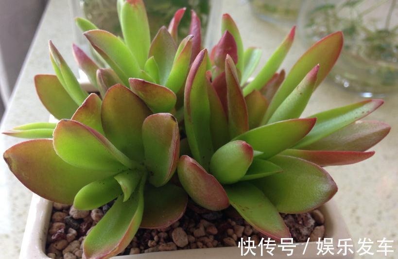 叶片|多肉火祭叶子不是火红色,有点徒长?把控住4点,问题迎刃而解