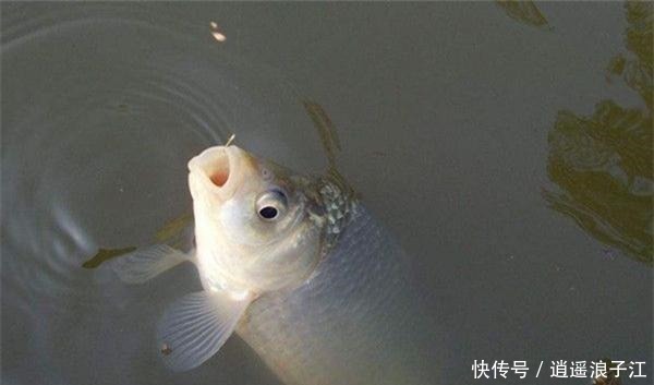 野钓|钓鱼技巧让中鱼率翻倍的四大技巧，冬钓鲫鱼也能用得上！
