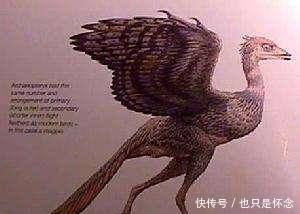 有家|腾冲有家博物馆藏一块琥珀,琥珀中有只带牙的鸟,它是最小的恐龙