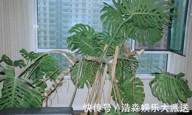 现如今，很多人爱养“3种植物”，难怪都钱多，过得好，你家有