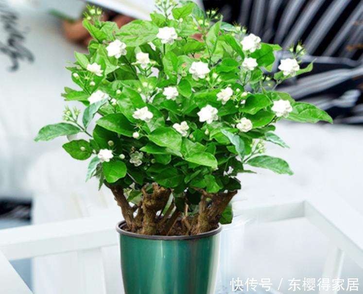 养护|3种花“清新脱俗”,不管养哪一种,都会觉得值得