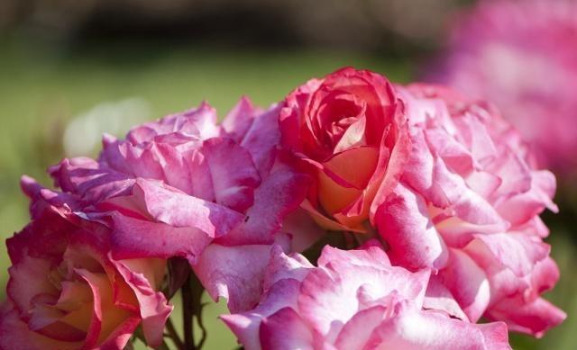 月季和玫瑰傻傻分不清掌握这“6点”后，绝对能分清