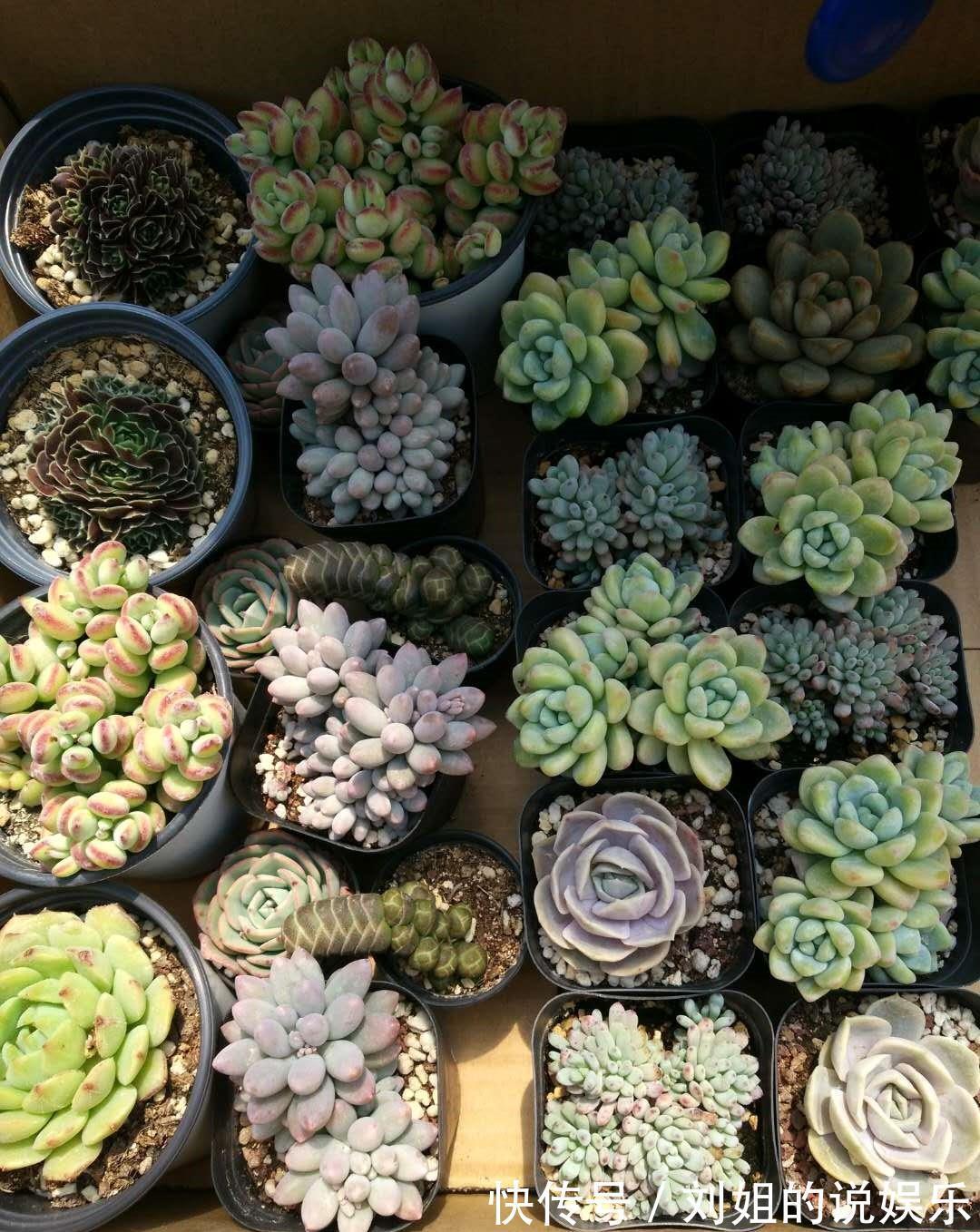 怎样让您的多肉尽快度过危险的服盆期