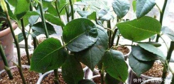 成活率|扦插月季花,想要提高成活率,最好知道“这些事”