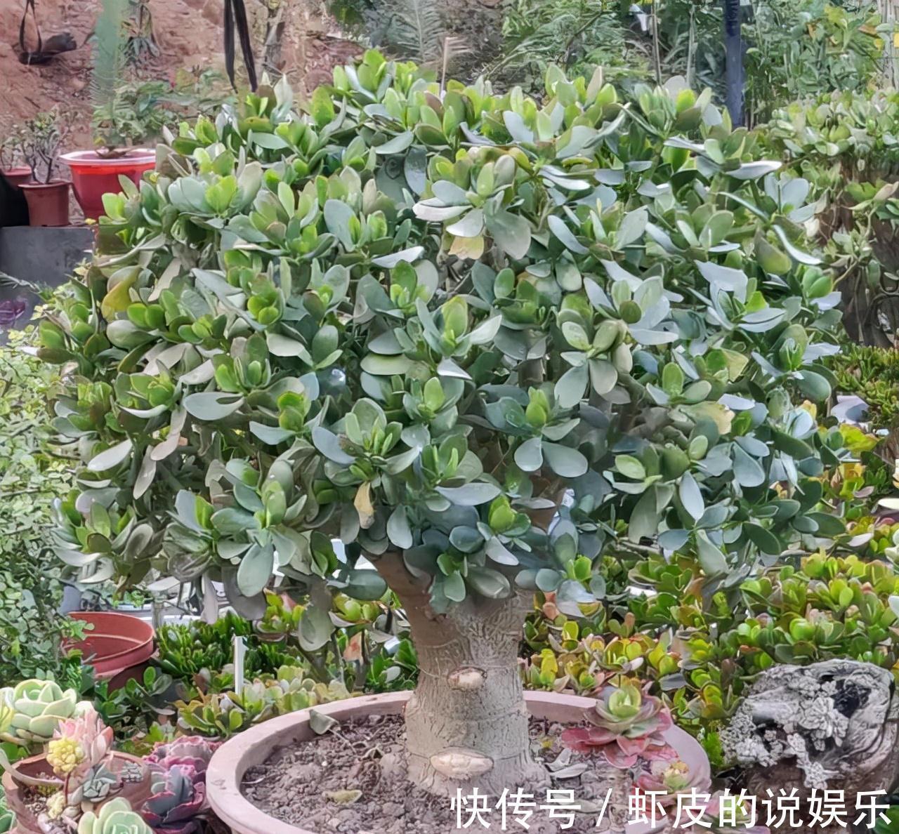 寿命长的“3种花”，最喜欢用小盆栽种，盆越“小”长得越好