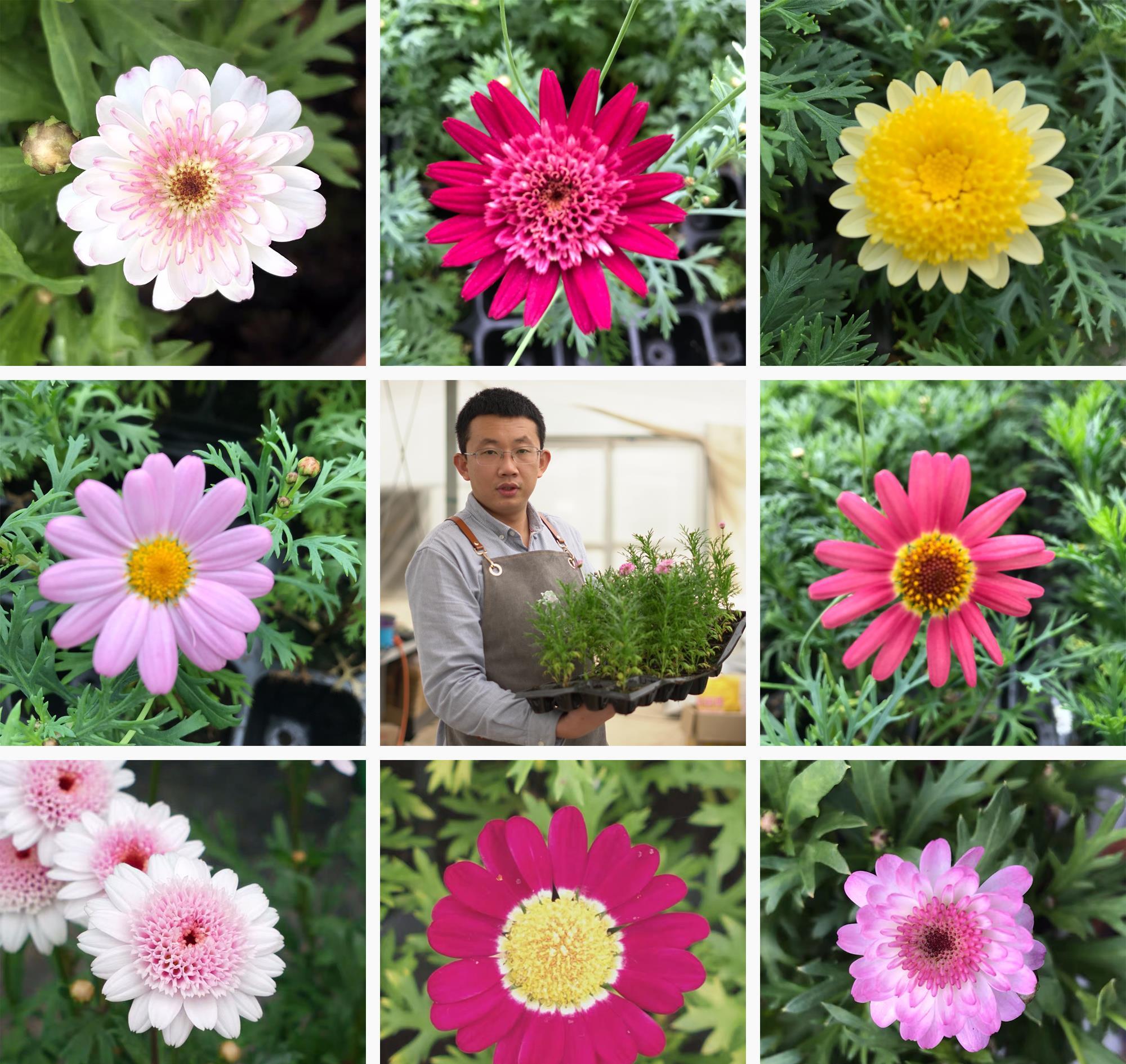 气温升高，玛格丽特有“3个喜好、1个害怕”，养好就是大花球