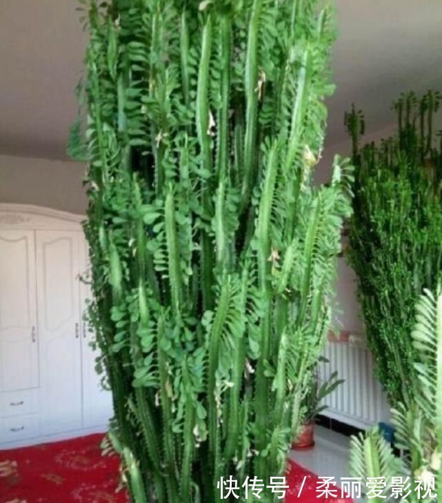 阳台上|最适合新手养的4种花，镇宅又旺财，家里更清新，养在客厅上档次