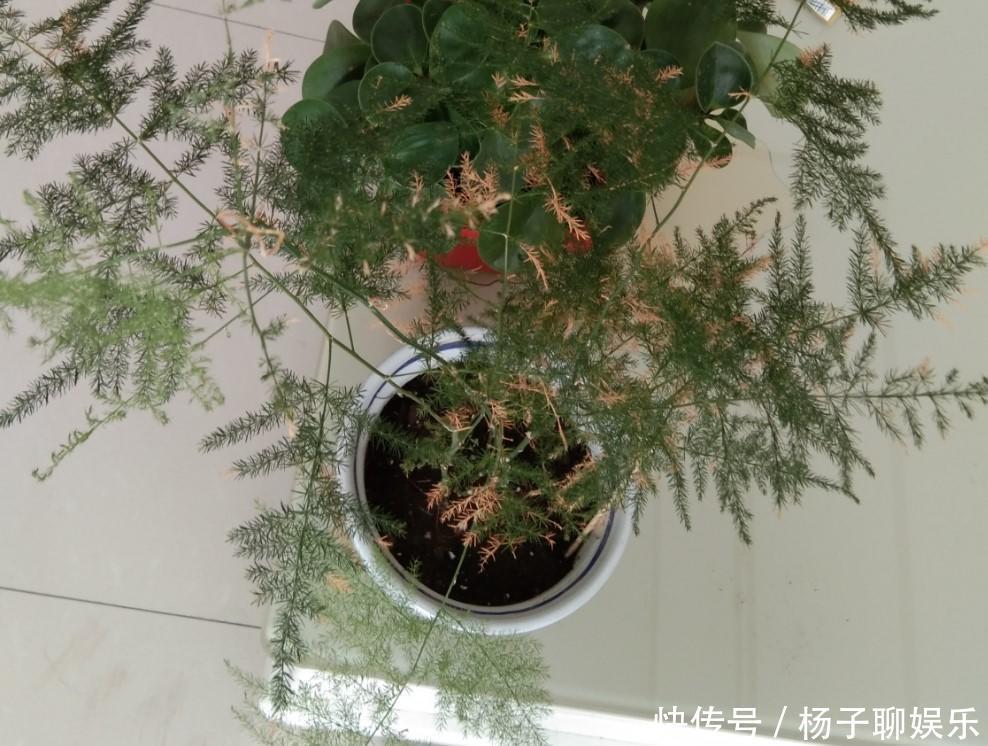 叶子|文竹发黄了怎么办全部剪掉，就能长出新叶子！