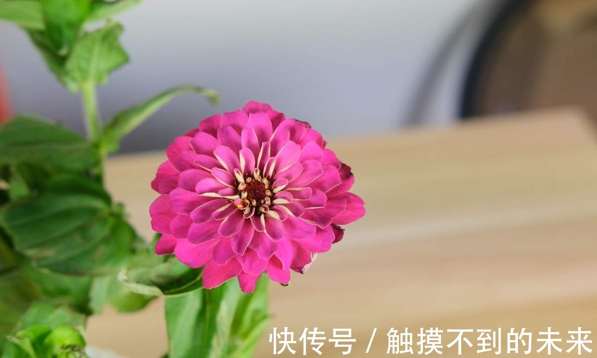 养花用磷酸二氢钾,不知道这些,花草越长越差!