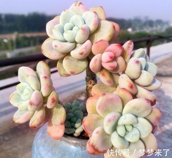 尔多|寒冷的冬季,养劳尔多肉,4点做好,劳尔一样红润饱满,且香味浓