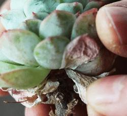 多肉枯叶别乱摘,弄巧不成反成拙,分清品种和时节很重要