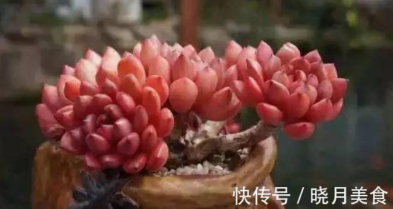 养护多肉9大忌,看看你犯了哪一条