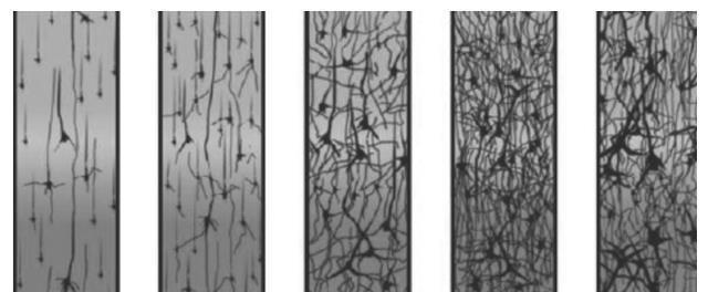 o型血|妈妈血型影响孩子智商?斯坦福大学:确有此事,这个血型有福气了