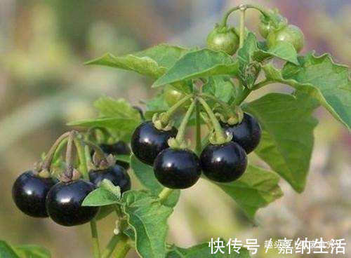 小时候|农村路边的“黑星星”,小时候总吃,专家却说不能吃,值得了解!