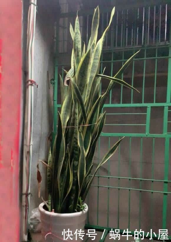 4年，把“虎皮兰”养成1棵小树，长到2米高，还不舍得剪