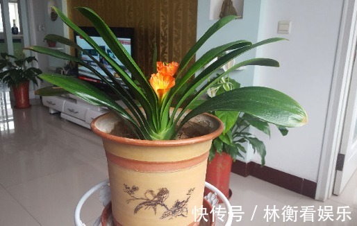 土君子兰|君子兰养了10年不开花,就是这个原因,看完就明白了!