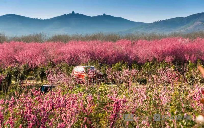 油菜花|早春花红清水湾