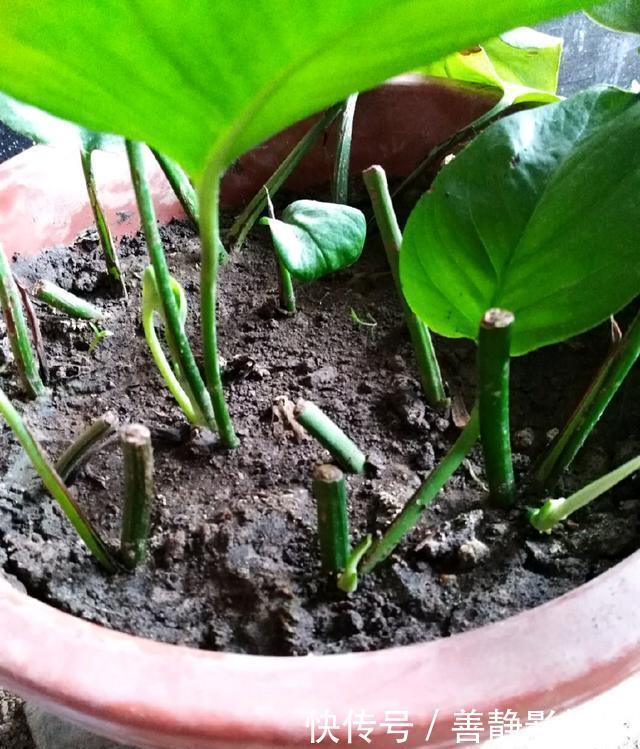 绿萝“黄叶”以后，浇点“这种水”，30天长爆盆，叶子巴掌大