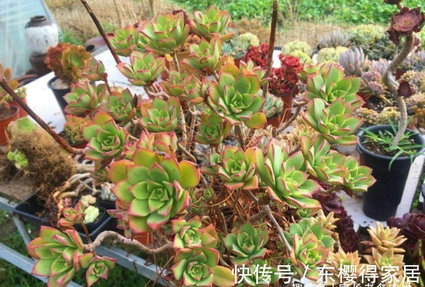 艳日辉|跟艳日辉撞脸的多肉红缘莲花掌，你知道怎么区分和怎么养吗？