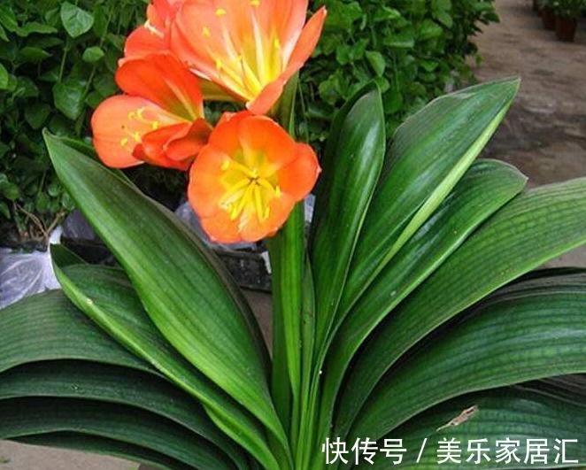 家里有4种植物,冬季一定要控制浇水,不然很容易烂根死亡