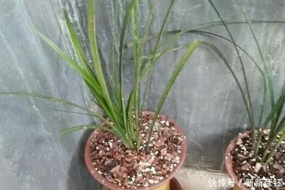 这16种花冬天越浇越死,3个月不管,反而长高个