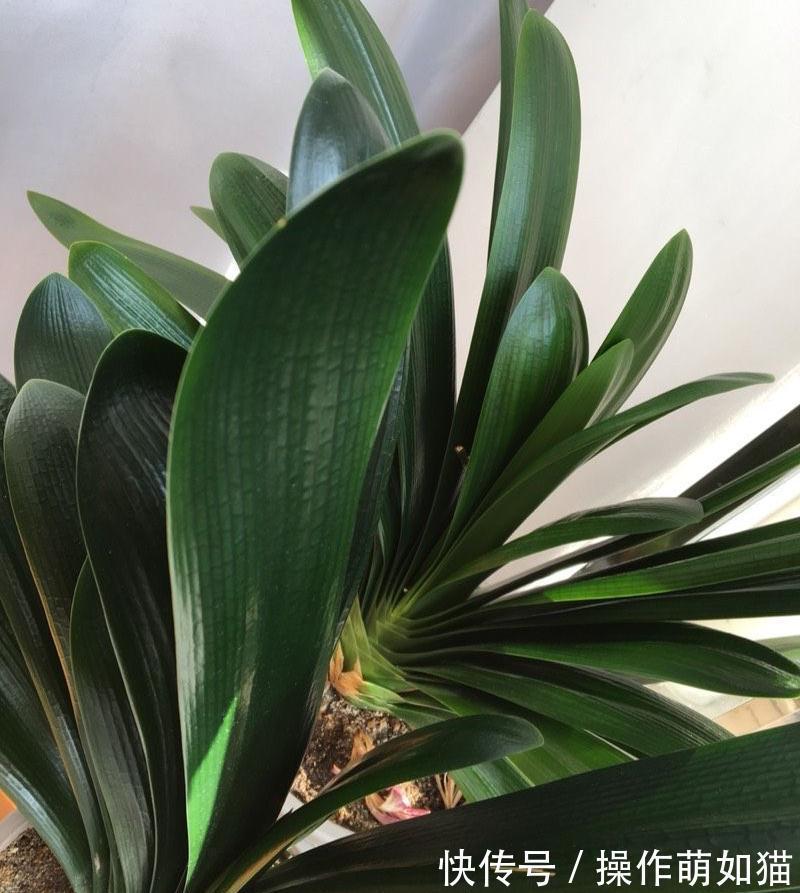 养君子兰,用2个方法,让它的叶片更油绿完美、开出惊艳的花球