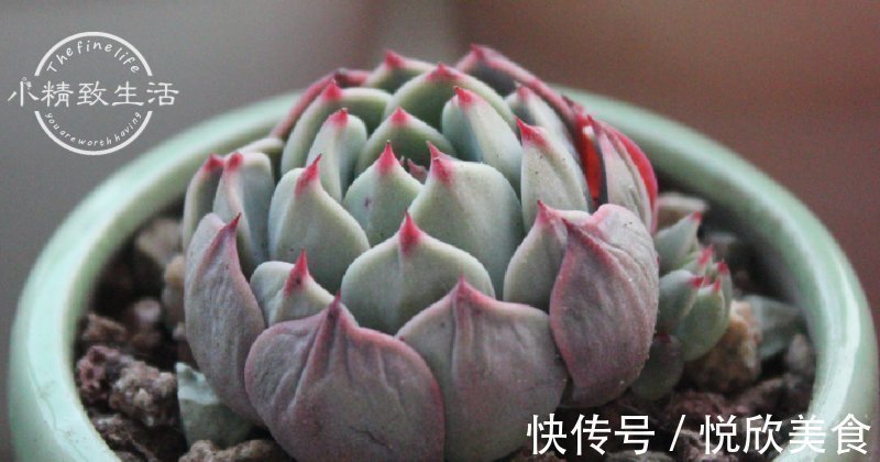 多肉植物什么时候浇水,看这3处精准判断,四季适用,全国通用