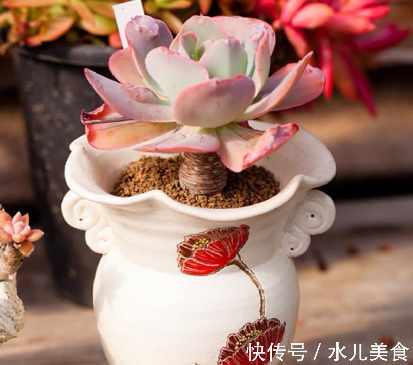 早剪|赞!天热盆栽多肉,满足此3点,安全度夏,谁见了都喜欢