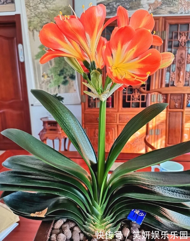 “春不出，夏不晒，秋不干，冬不湿”，君子兰的四季莳养