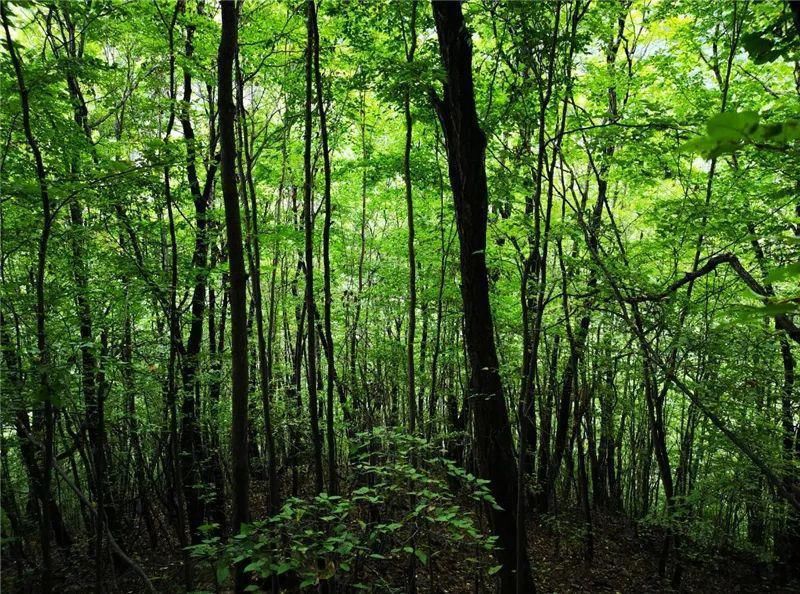  空山|散文《空山》